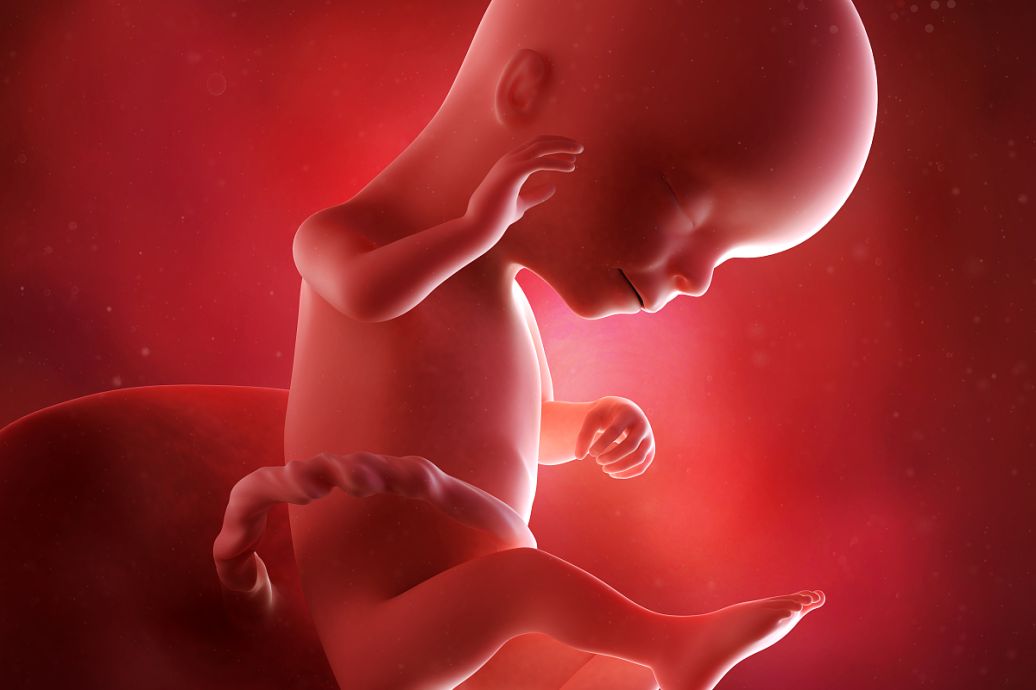 胚胎碎片是什么呢？