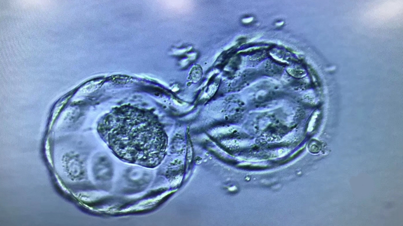 高水平囊胚培养技术,未成熟卵子体外培养技术,丹若